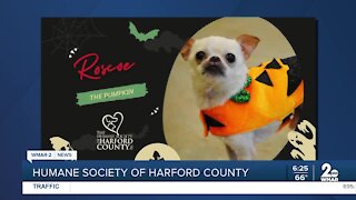 Adoptable pets at the Humane Society of Harford County get dressed up for Halloween!