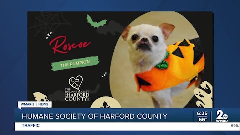 Adoptable pets at the Humane Society of Harford County get dressed up for Halloween!