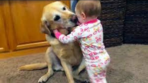 Best video of Cute Babies and Pets - Funny Babies Funny cats & Dogs