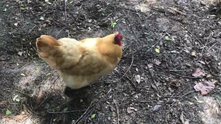 Backyard chickens (from 6/8/20)