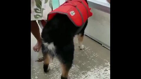 Poor Dog wants a butt scratch