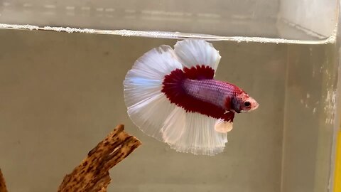 Butterfly Halfmoon Betta flaring