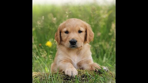 Saweet puppy meets cute video