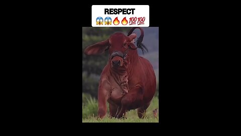 respect video