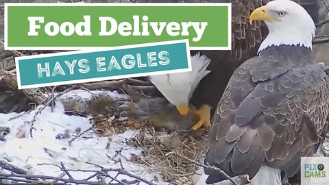 Hays Eagles Dad brings Squirrel as a food gift to Mom 1 20 22 1445