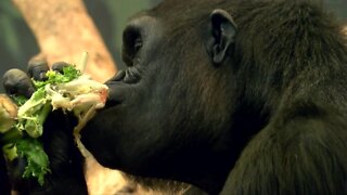 New VR gorilla exhibit at Milwaukee County Zoo