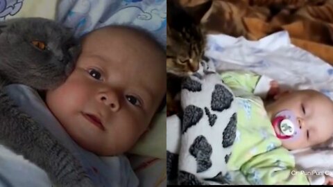 Adorable cats protecting and loving babies