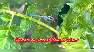 Update On the tomato plant#￼Repottingplants