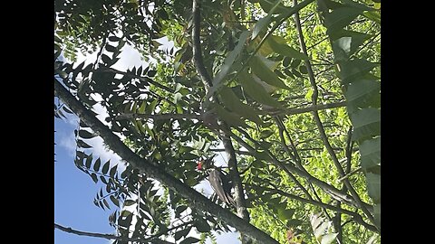 Pileated Woodpecker Eats Ants in a Tree