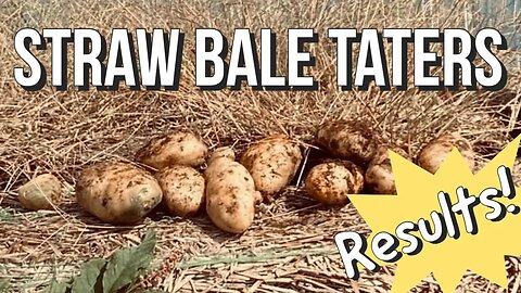 Straw Bale Potato Harvest 2023 I POTATO HARVEST I STRAW BALES