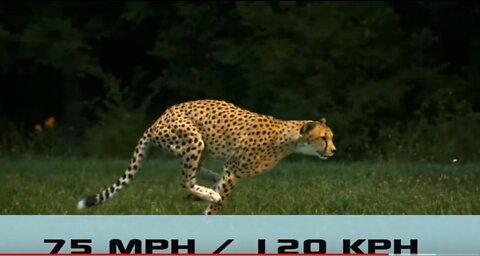 Top 10 Fastest Animals in the World