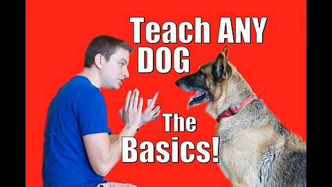 0:08 / 5:56 Dog Training 101: How to Train ANY DOG the Basics