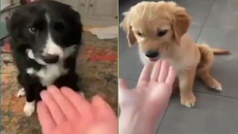 Both Puppers are Equally Wholesome | Reaction Puppers |