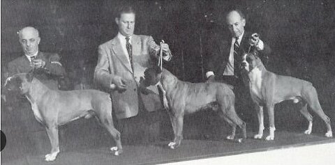 Boxer Dog Top 3 CH. Warlord of Mazelaine's CH. Mazelaine's Zazarac and CH. Bang Away of Sirrah Crest