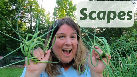 Harvesting Garlic Scapes | When, Why and How | Growing Garlic At Home