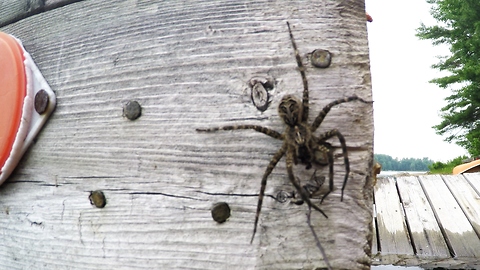 Gigantic dock spider enjoys being hand fed