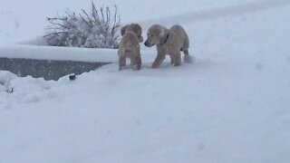 Golden retriever puppies chasing each other in the snow