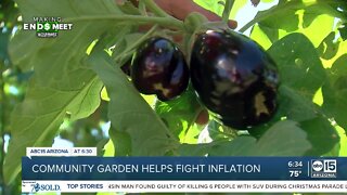 South Phoenix community garden helps fight inflation