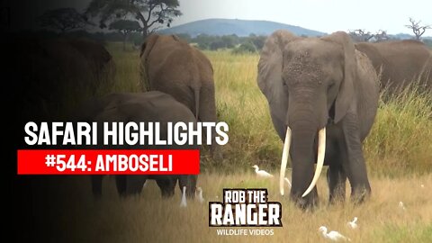 Safari Highlights #544: 04 & 05 March 2020 | Amboseli/Zebra Plains | Latest Wildlife Sightings