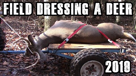Field Dressing a Deer