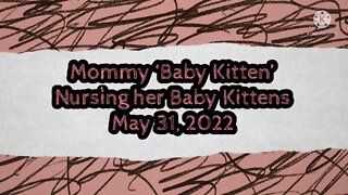 Mommy Cat Nursing Baby Kittens
