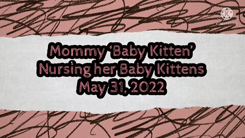 Mommy Cat Nursing Baby Kittens