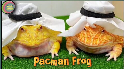 Pacman and African Bull frog enjoy & eats everything.🐛🦂🦀🐞🕷. Wow soon