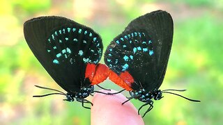 Mating Atala Butterflies
