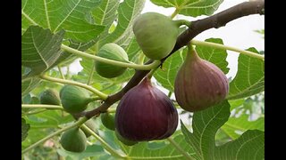 The fig tree
