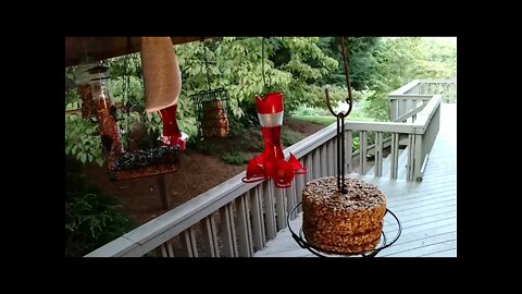 Live Bird Feeder "All night" Asheville NC. In the mountains. Aug. 20 2021