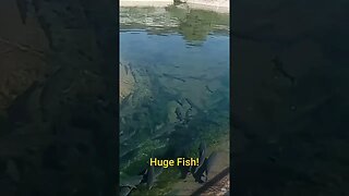 Huge Fish in tiny pond! #fishing #shorts