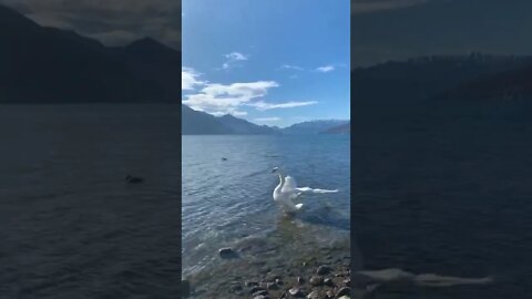 Lake Como #italy #lakecomo #natureshorts #animals #nature