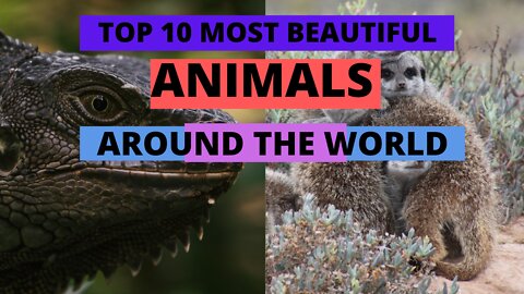 TOP 10 MOST BEAUTIFUL ANIMALS IN THE WORLD