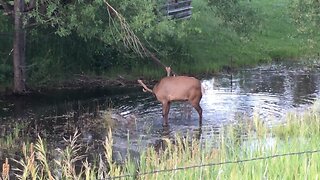 Wild Colorado elk