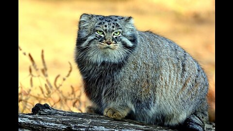 cat manul