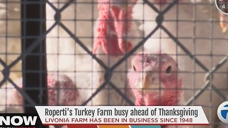 Turkey farm busy ahead of Thanksgiving