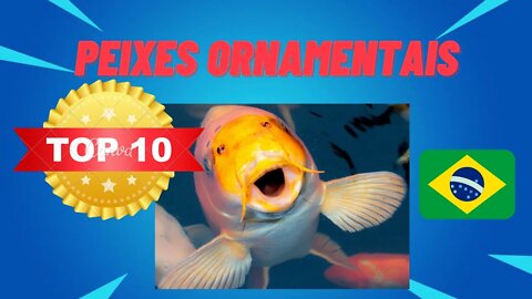 🔴 Top 10 Peixes Ornamentais ( de aquário ) Mais Populares do Brasil
