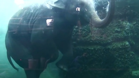 Elephant goes for a swim at the Zurich Zoo
