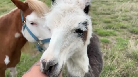 Llama Drama on the ranch