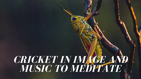 Grilo em Imagem e Música para Meditar