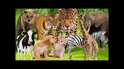 Animal Sounds for Babies - Lion, Tiger, Zebra, Cow, Dog, Cat, Sheep