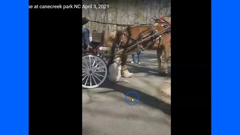 Pit Bull Attacks Horse In Park - Dangerous Breeds & Ignorant Horse Owners
