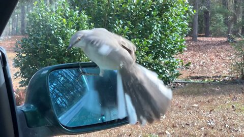 2020 Christmas Mockingbird Attacks Reflection in VW Cabrio Mirror