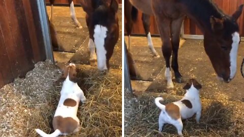 Jack Russell absolutely ecstatic to see his horse best friend