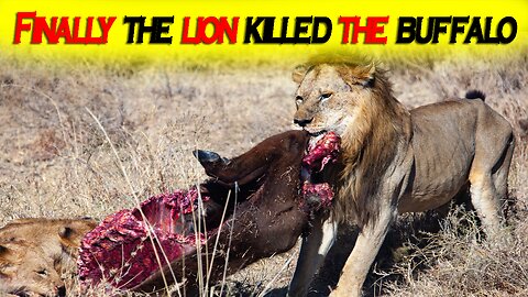 FINALLY THE LION KILLED THE BUFFALO || Animal Video || Animal world