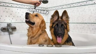 My Dogs Take a Bath Together for the First Time!