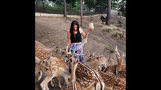 Deer Petting Zoo