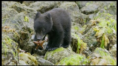 Bear Cubs' First Trip to the Seaside - 4K UHD - Seven Worlds One Planet