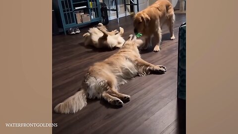 When Dogs Don't Want To Be Dogs Anymore Funniest Animal Videos🤣