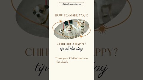 Looking for a way to keep your Chihuahua happy and healthy? 💪🐶